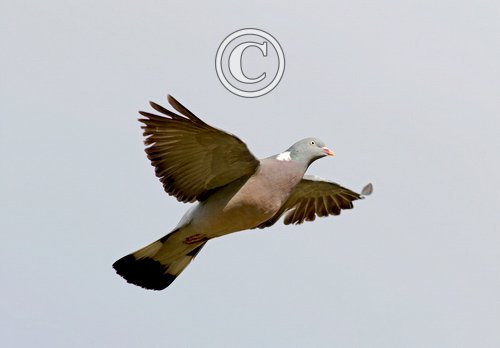  Wood Pigeon in Flight  DM1767